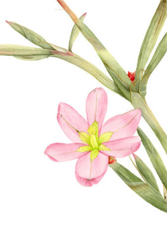 Moraea bifida, Vanessa Pasqualetto. series. Watercolour artist. Botanical art. Watercolour painting. flowers. South Africa flora, Limited Edition prints. Commissions. Original artwork