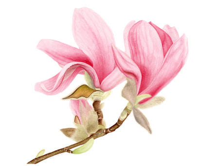Magnolia denudata Forrests Pink, Vanessa Pasqualetto. Watercolour artist. Botanical art. Watercolour painting. flower, flora, plant, tree, Limited Edition prints. Commissions. Original artwork