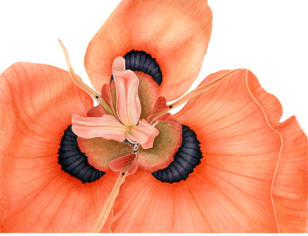Moraea villosa subsp. elandsmontanus, Vanessa Pasqualetto. series. Watercolour artist. Botanical art. Watercolour painting. flowers. South Africa flora, Limited Edition prints. Commissions. Original artwork